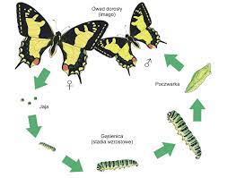 Cykl zycia motyli