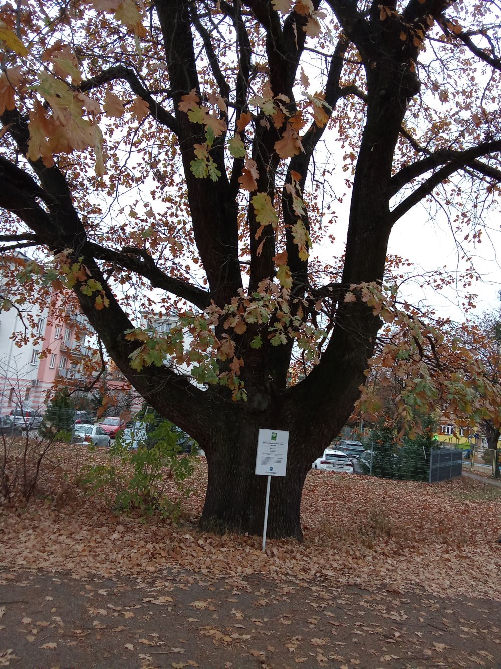 Dąb pomnik przyrody