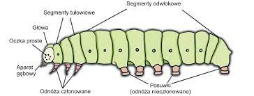 larwa i motyl