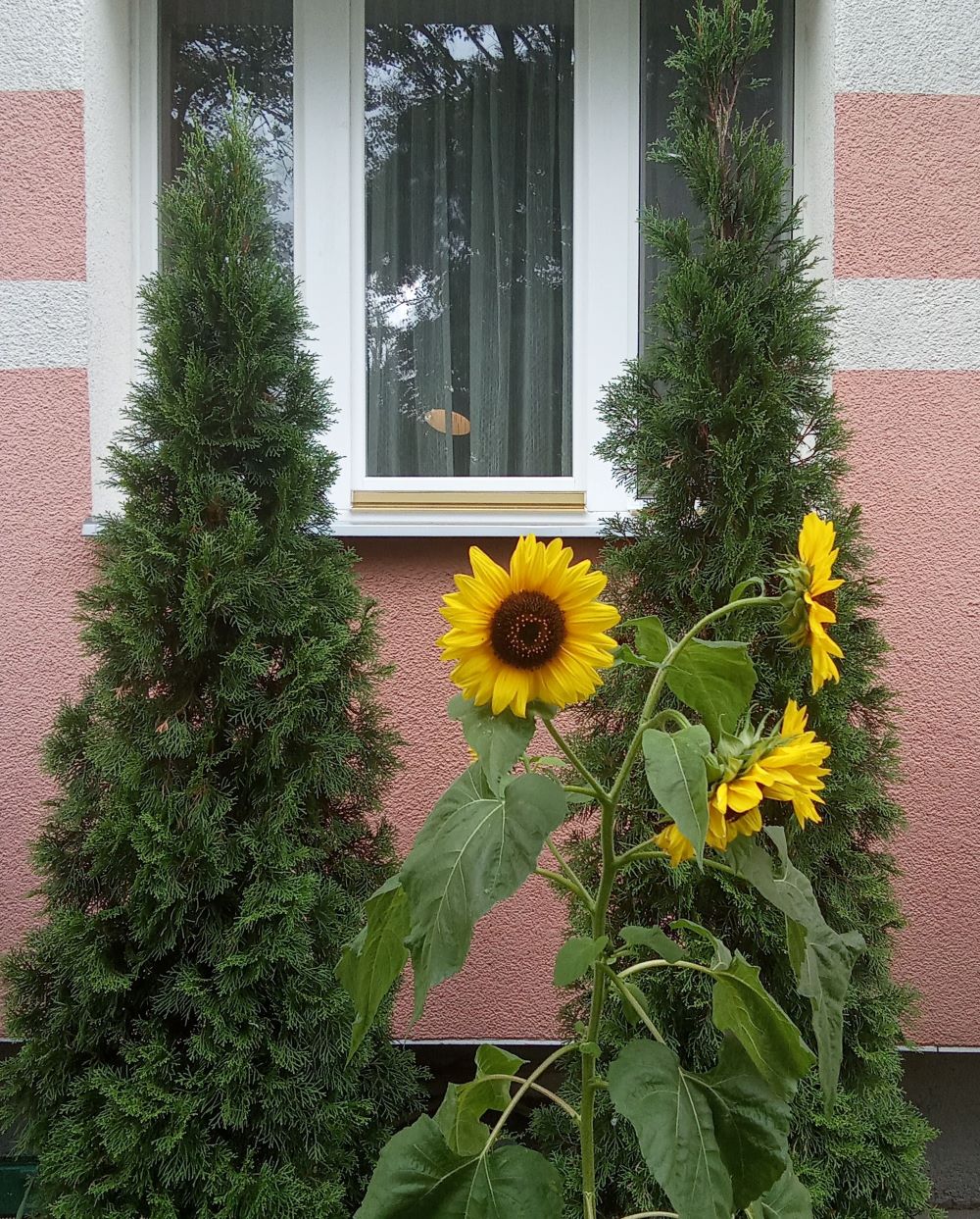 Słoneczniki